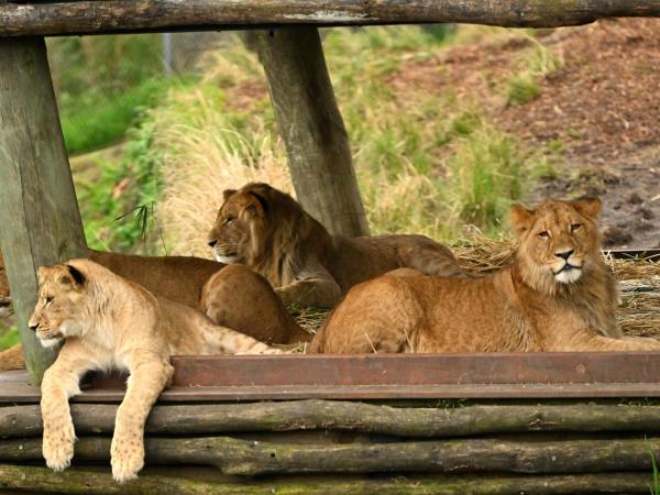 万能开挂辅助“老友比鸡有没有开挂”分享用挂教程