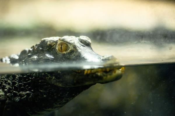 玩家辅助神器:“蜀山四川麻将小程序必赢神器”(曝光透视必备猫腻) 玩家辅助神器:“蜀山四川麻将小程序必赢神器”(曝光透视必备猫腻)