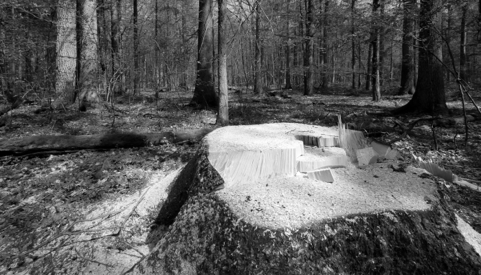 7人因运输非法砍伐的木材被起诉 7人因运输非法砍伐的木材被起诉