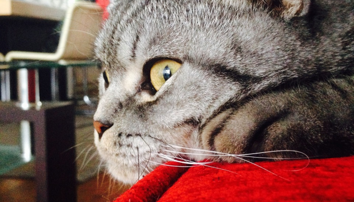 玩家辅助神器:“小程序微乐斗地主外卦神器下载”(曝光透视必备猫腻) 玩家辅助神器:“小程序微乐斗地主外卦神器下载”(曝光透视必备猫腻)