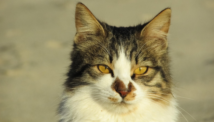 玩家辅助神器:“小程序微乐斗地主外卦神器下载”(曝光透视必备猫腻) 玩家辅助神器:“小程序微乐斗地主外卦神器下载”(曝光透视必备猫腻)