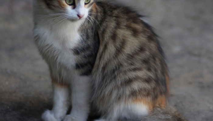 玩家辅助神器:“小程序微乐斗地主外卦神器下载”(曝光透视必备猫腻) 玩家辅助神器:“小程序微乐斗地主外卦神器下载”(曝光透视必备猫腻)