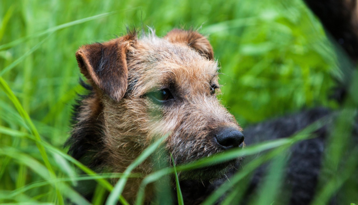 推荐一款”永盛联盟有挂吗”开挂(透视)辅助教程