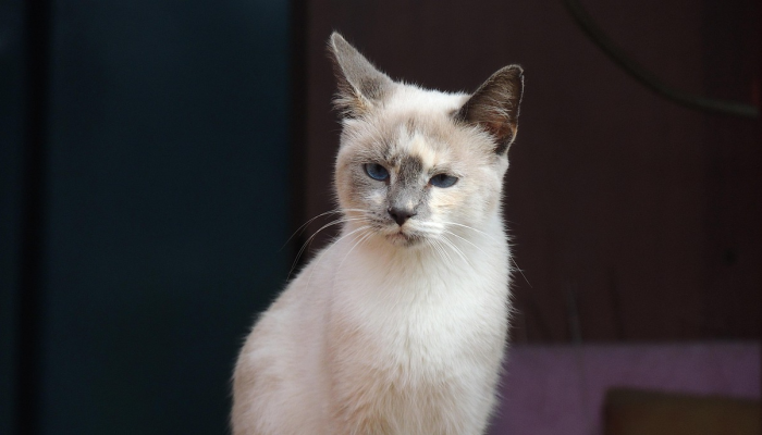 可用版本“指尖跑得快怎么拿好牌!分享用挂教程