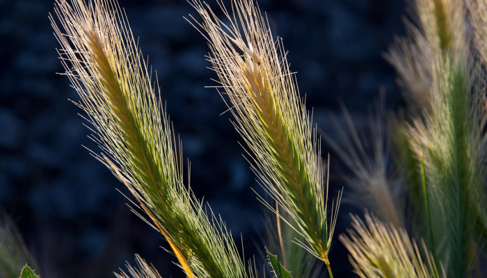 最新教你“微乐常德跑胡子挂多少钱”(曝光透视必备猫腻) 最新教你“微乐常德跑胡子挂多少钱”(曝光透视必备猫腻)