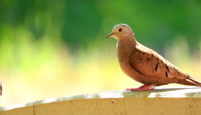 狂欢者将涌进时代广场参加一年一度的新年前夜水晶球降落活动 狂欢者将涌进时代广场参加一年一度的新年前夜水晶球降落活动