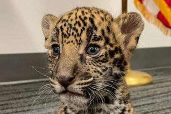 实测辅助“湘中娱乐有挂吗”其实确实有挂