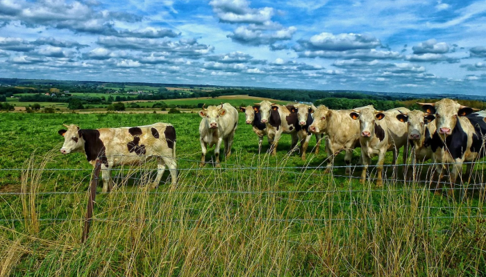俄罗斯仍在考虑是否延长与乌克兰的粮食协议