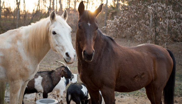 200多只羊在佩塔卢马公园吃草,以减少野火的风险 200多只羊在佩塔卢马公园吃草,以减少野火的风险
