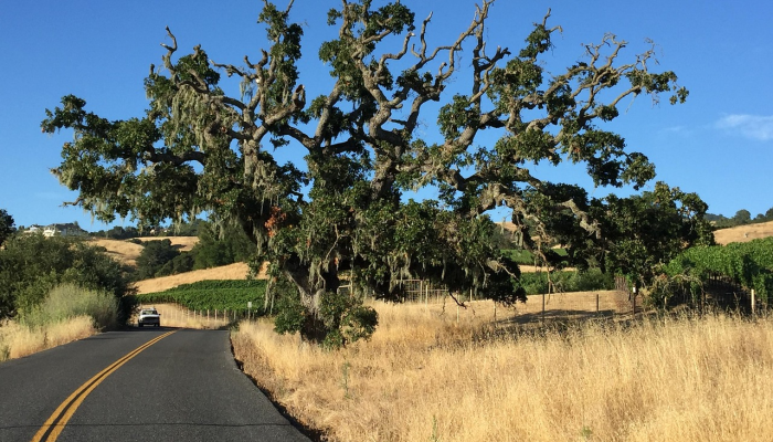 在索诺玛的121号州际公路和第八街东十字路口的环形交叉路口