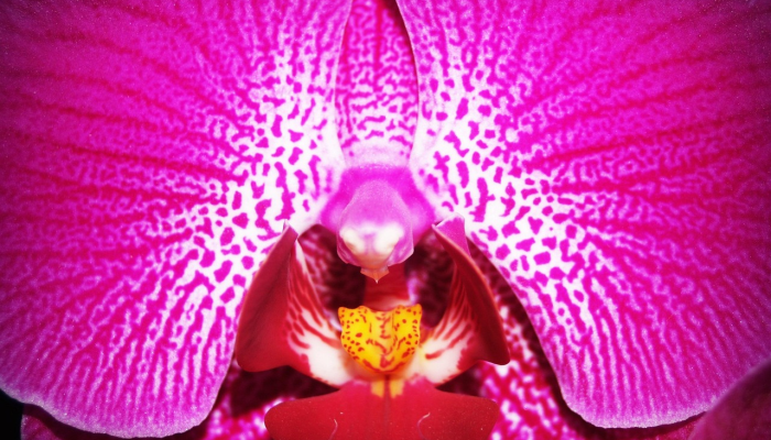 在外滩发现的热带粉红色火烈鸟他们是怎么到北卡罗来纳的? 在外滩发现的热带粉红色火烈鸟他们是怎么到北卡罗来纳的?