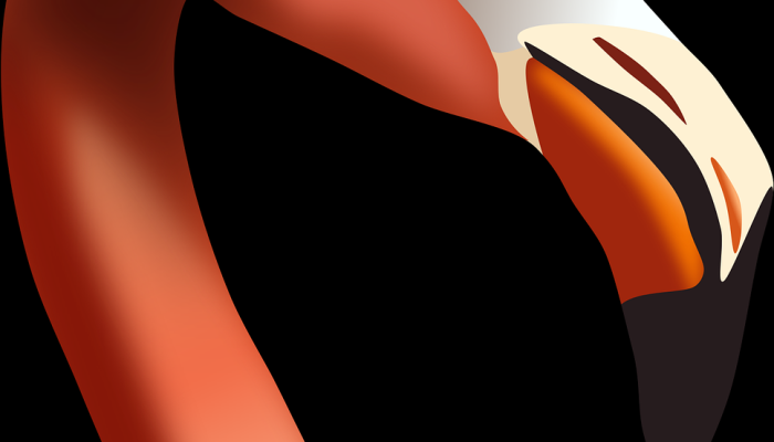 在外滩发现的热带粉红色火烈鸟他们是怎么到北卡罗来纳的? 在外滩发现的热带粉红色火烈鸟他们是怎么到北卡罗来纳的?