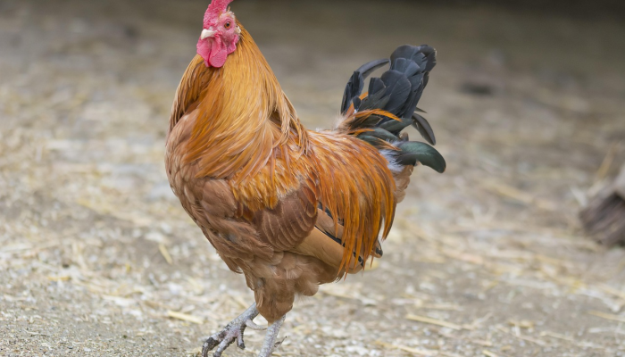 在哥伦比亚,稀有鸟类炫耀雄性和雌性羽毛 在哥伦比亚,稀有鸟类炫耀雄性和雌性羽毛