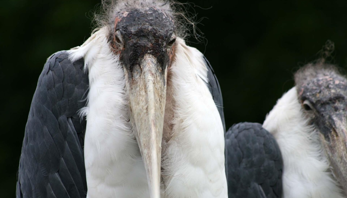 一只从动物园逃出来的猫头鹰成为纽约最新的鸟类名人 一只从动物园逃出来的猫头鹰成为纽约最新的鸟类名人