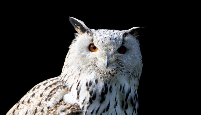 一只从动物园逃出来的猫头鹰成为纽约最新的鸟类名人 一只从动物园逃出来的猫头鹰成为纽约最新的鸟类名人