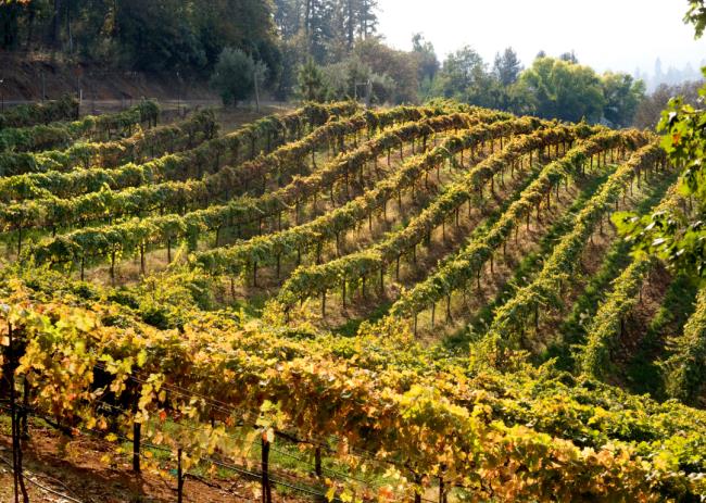 玩家必看教程“手机十三水能不能调胜率”(原来确实是有挂) 玩家必看教程“手机十三水能不能调胜率”(原来确实是有挂)