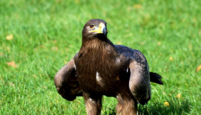 辅助神器“新青鸟有挂吗”详细开挂玩法