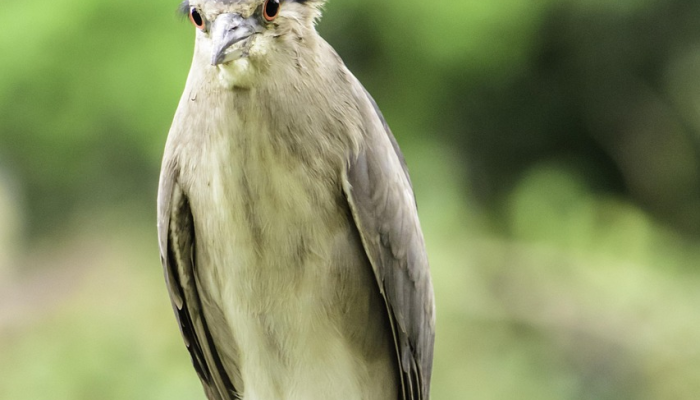 辅助神器“新青鸟有挂吗”详细开挂玩法