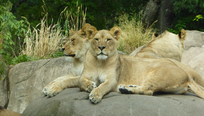 玩家必看教程“鸿运大厅有透视挂吗”详细开挂玩法 玩家必看教程“鸿运大厅有透视挂吗”详细开挂玩法