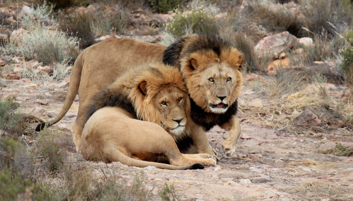 回到达拉斯动物园,发现猴子们被喂饱了,依偎在一起 回到达拉斯动物园,发现猴子们被喂饱了,依偎在一起