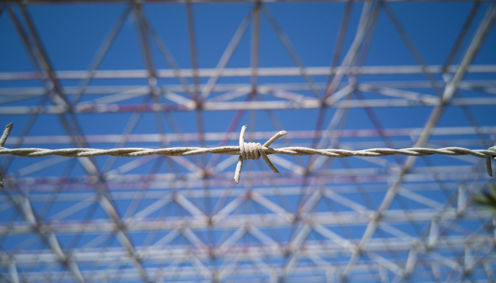 从电刀鱼到人类:感官知觉的普遍摇摆 从电刀鱼到人类:感官知觉的普遍摇摆