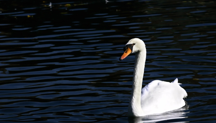 在佛罗里达州圣露西县,85岁的妇女死于短吻鳄 在佛罗里达州圣露西县,85岁的妇女死于短吻鳄