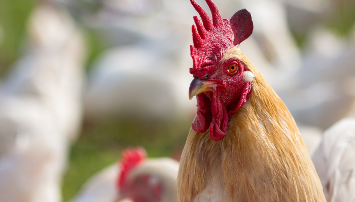 最新教你“吉利比鸡可以开挂吗”其实确实有挂 最新教你“吉利比鸡可以开挂吗”其实确实有挂