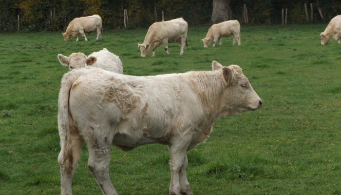 农业综合企业是如何消耗巴西塞拉多大草原的 农业综合企业是如何消耗巴西塞拉多大草原的