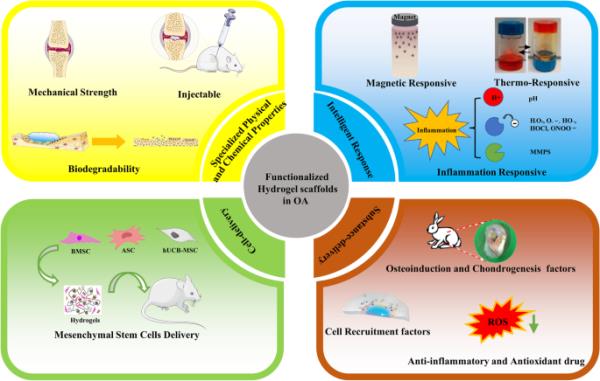 多功能水凝胶：骨软骨再生的先进治疗工具