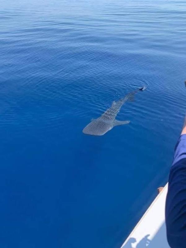 推荐一款”微乐跑得快免费开挂下载安装”(原来确实是有挂)