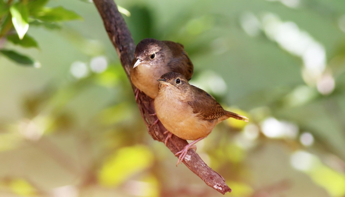 印度国家情报局查获参与2015年乌丹布尔袭击印度边防部队车队的虔诚军特工的身份｜独家报道