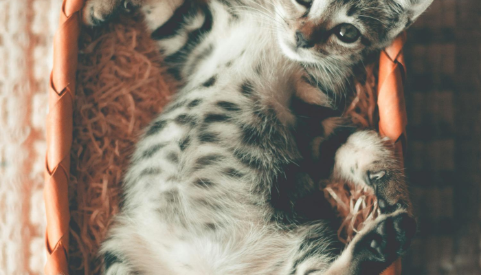 教程辅助!“拱趴大菠萝3倍技巧”详细开挂玩法