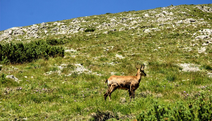 公园表示,熊不再是游客在大烟山抓挠的威胁 公园表示,熊不再是游客在大烟山抓挠的威胁