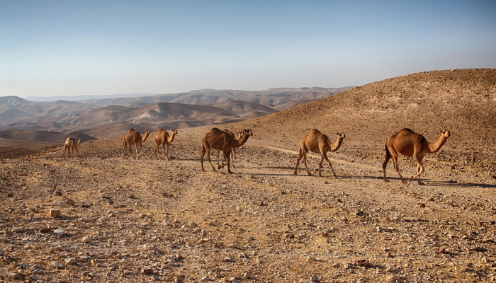 为什么内塔尼亚胡不能谈论以色列战后加沙计划 为什么内塔尼亚胡不能谈论以色列战后加沙计划