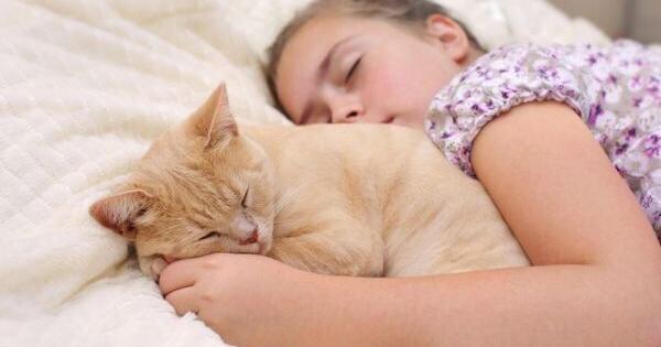 减压项目通常依赖于狗猫呢？