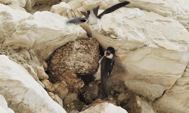 乡村日记：这里的登山者最了解家燕