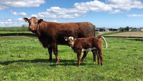 Don’t forget to record SCEP Survey Data