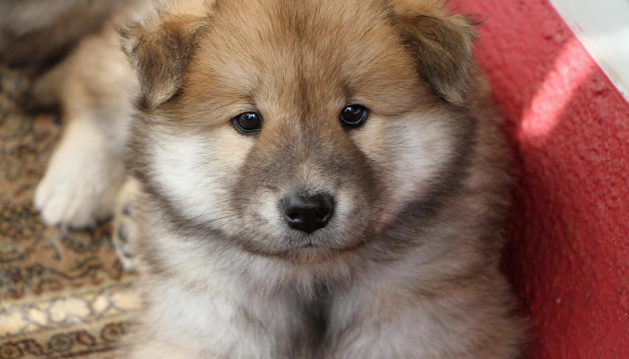 厄瓜多尔发现的刺鼠新种 厄瓜多尔发现的刺鼠新种