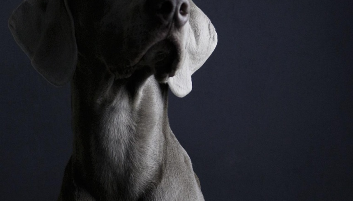 3家私募股权公司寻求通过大宗交易出售人类制药公司5-6%的股份：报道