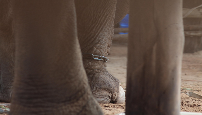 一个家庭放狗咬权力部门官员，用棍棒殴打他们，以解决悬而未决的账单