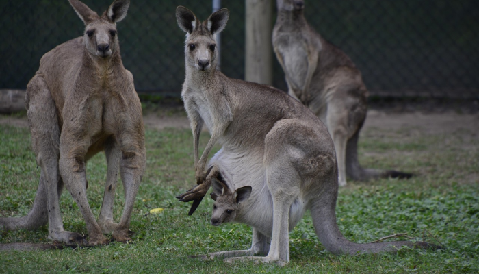 最新教你“蜜瓜大厅可以开挂吗!详细分享装挂步骤 最新教你“蜜瓜大厅可以开挂吗!详细分享装挂步骤