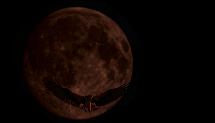 SpaceX公司的猛禽发动机在美国宇航局阿尔忒弥斯3号月球着陆器的测试中表现出色 SpaceX公司的猛禽发动机在美国宇航局阿尔忒弥斯3号月球着陆器的测试中表现出色