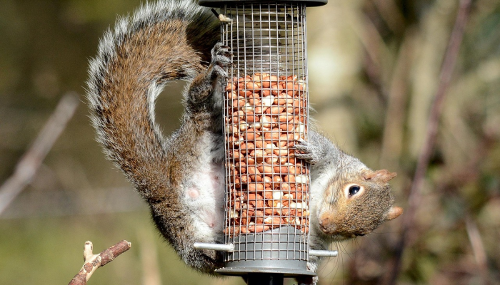 推荐一款”松鼠互动有挂吗”(原来确实是有挂)