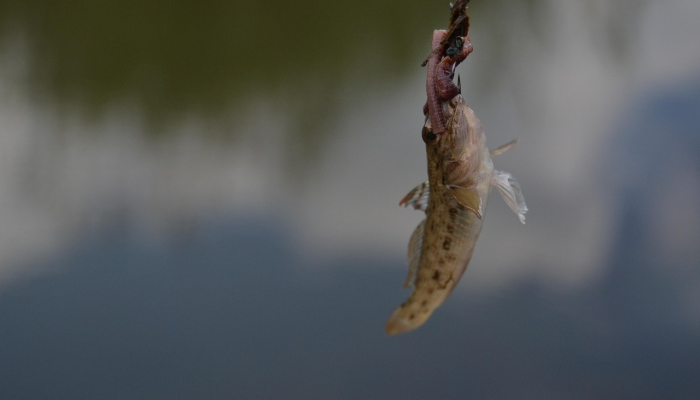 辅助神器“鱼潮来了捕鱼技巧”开挂(透视)辅助教程 辅助神器“鱼潮来了捕鱼技巧”开挂(透视)辅助教程