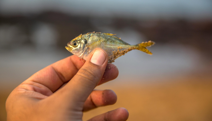 辅助神器“鱼潮来了捕鱼技巧”开挂(透视)辅助教程 辅助神器“鱼潮来了捕鱼技巧”开挂(透视)辅助教程
