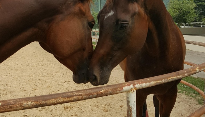 12岁男孩的“危险”狗袭击了警马，导致骑警摔倒