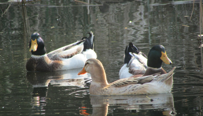 推荐一款”十三十三水经典比鸡开挂!分享用挂教程 推荐一款”十三十三水经典比鸡开挂!分享用挂教程