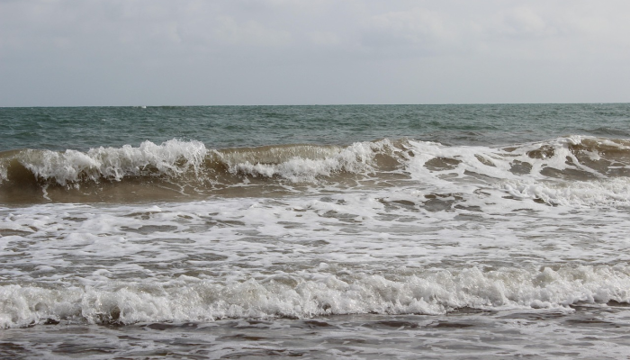 UMS研究人员向沙巴水域释放了大约45,000个红树林蟹苗 UMS研究人员向沙巴水域释放了大约45,000个红树林蟹苗