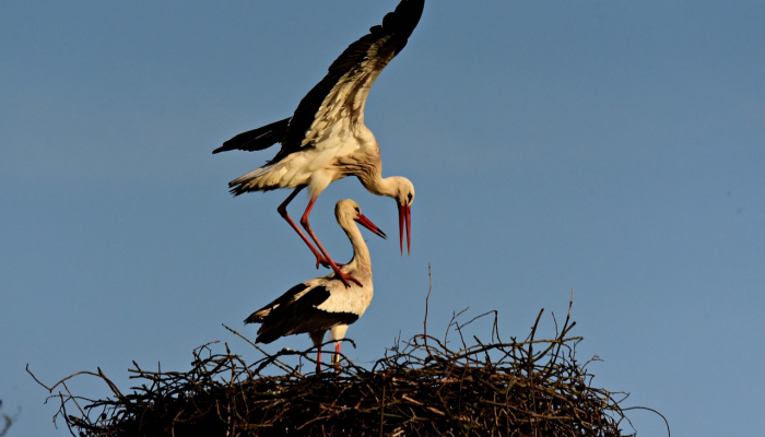 教程辅助!“微乐山东麻将开挂神器”其实确实有挂 教程辅助!“微乐山东麻将开挂神器”其实确实有挂