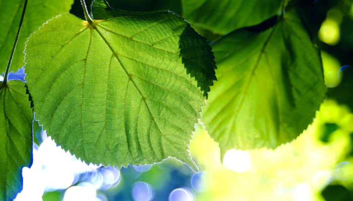 辅助神器“途游斗地主残局破解大全”(原来确实是有挂) 辅助神器“途游斗地主残局破解大全”(原来确实是有挂)